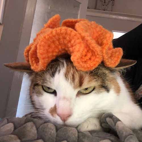 Cat Pumpkin Hat Crochet Pattern - Tiny Curl Crochet